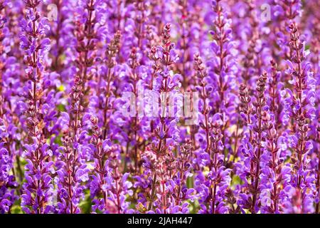 Salvia nemorosa 'Mini Re del pring', Viola, Salvia, Salvia, salvia Prata, Fiori, Hardy, Perennial, Plant, Sage, Blooming Foto Stock