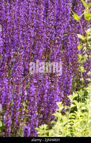 Salvia nemorosa, salvia prato, salvia 'salute Deep Blue', Viola, maggio, pianta da giardino Perennials Foto Stock