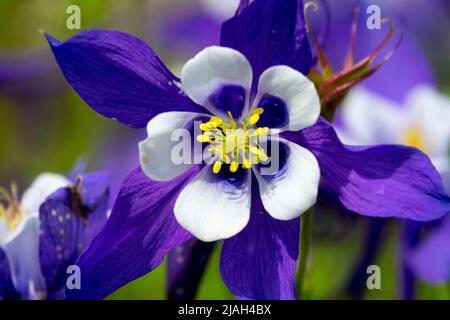 Colonbina comune, Aquilegia caerulea, Aquilegia Blu & Bianco, Aquilegia Kirigami, Blu, Bianco, primo piano, Fiore, colonna Foto Stock