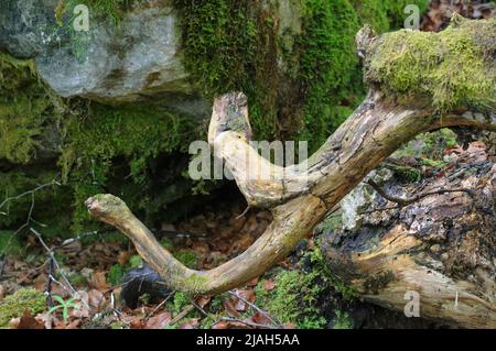 Ramche curvo nei boschi, fiume Königssee Foto Stock