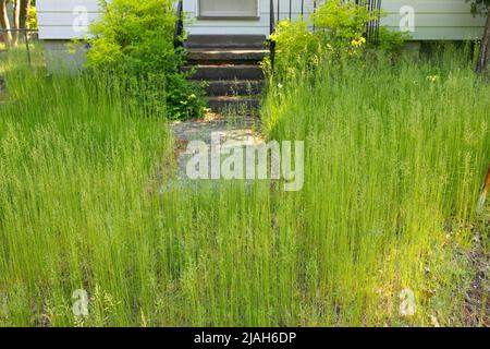 Un prato estremamente coltivato di erba di fronte ad una casa o cottage che hanno bisogno di rifinire e tagliare Foto Stock