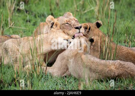 Leone orgoglio affetto nella prateria Okavango Delta Foto Stock