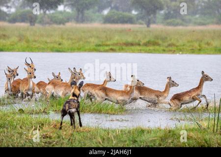 Caccia al cane selvatico nel fiume Delta dell'Okavango, Botswana Foto Stock