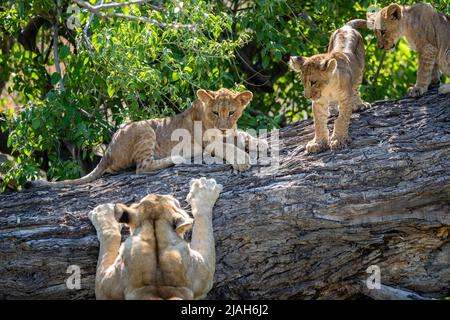 Leone orgoglio della prateria Okavango Delta Foto Stock