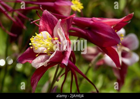 Colombina comune, colombina europea, colombine, Aquilegia caerulea, Aquilegia Red & White, Aquilegia Kirigami, Rosso, Bianco, primo piano, Fiore Foto Stock