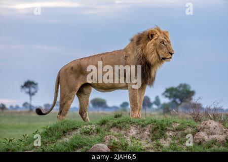 Leone maschile nella prateria del Delta di Okavango Foto Stock