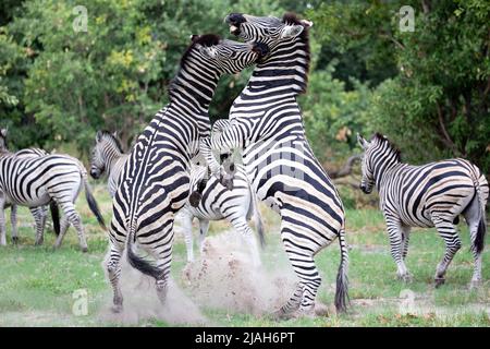 Gli stalloni Zebra di Burchel combattono nella prateria Okavango Delta Foto Stock