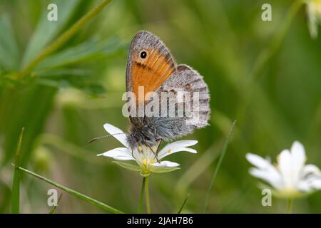 Piccola farfalla di brughiera (Coenonympha pamphilus) che si alimenta sul nettare su grande wild flower di stitchwort (Rabelera holostea, Stellaria holostea) durante maggio, Regno Unito Foto Stock