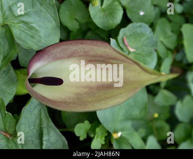 Arum italicum è una specie di pianta perenne erbacea in fiore della famiglia Araceae, conosciuta anche come arum italiano e signori-e-Signore italiani Foto Stock