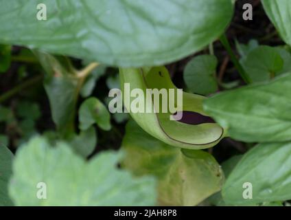 Arum italicum è una specie di pianta perenne erbacea in fiore della famiglia Araceae, conosciuta anche come arum italiano e signori-e-Signore italiani Foto Stock