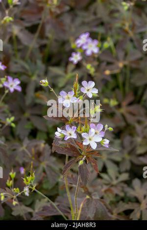 Geranio maculatum 'espresso', geranio, fioritura, primavera, pianta, Viola, Fiore, Cranesbill, Geranium maculatum, gerani Foto Stock