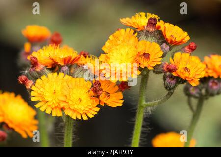 Hieracium maculatum leopardo, alghe arancioni, Hardy, Fiore, primo piano, Fiori Foto Stock