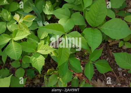 Direttamente sopra primo piano di una Patch di avvelenamento piante d'Ivy in un giorno soleggiato Foto Stock