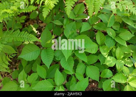 Direttamente sopra primo piano di una Patch di avvelenamento piante d'Ivy in un giorno soleggiato Foto Stock