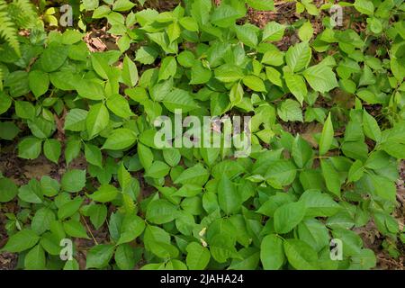 Direttamente sopra primo piano di una Patch di avvelenamento piante d'Ivy in un giorno soleggiato Foto Stock