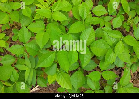 Direttamente sopra primo piano di una Patch di avvelenamento piante d'Ivy in un giorno soleggiato Foto Stock