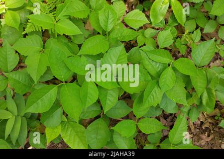 Direttamente sopra primo piano di una Patch di avvelenamento piante d'Ivy in un giorno soleggiato Foto Stock