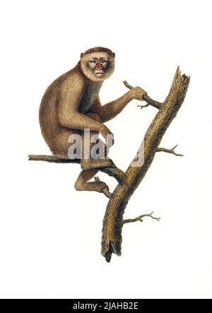 Macaco di Barbaria (Macaca sylvanus), noto anche come Barbary ape o magot IIlustration dal 1700s Foto Stock