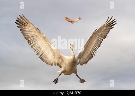 Un Pelican dalmata sta catturando un pesce in aria con le ali aperte Foto Stock