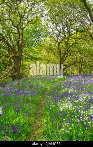 Tappeto primaverile di fiori selvatici (bluebells) nei boschi Foto Stock