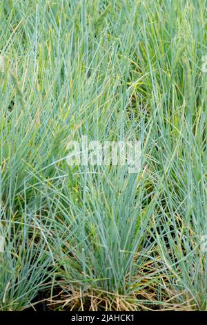 Blue Fescue, Festuca glauca, Elijah Blue, Blue, Erba, Fescue, Giardino, erbe, Festuca glauca Elijah Blue Foto Stock