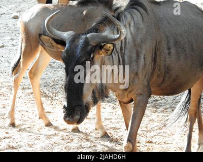 Ritratto di un animale più selvaggio, chiamato anche gnu che sono antilopi del genere Connochaetes e nativi dell'Africa orientale e meridionale. Appartengono Foto Stock