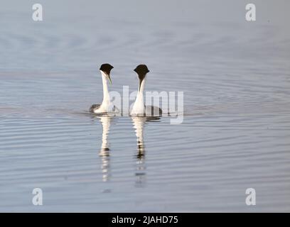 Coppia di Western grebe (Aechmophorus occidentalis) che mostrano corteggiamento , Frank Lake, Alberta, Canada Foto Stock