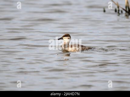 Anatra femmina Ruddy (Oxyura jamaicensis) nuoto, Frank Lake, Alberta, Canada Foto Stock