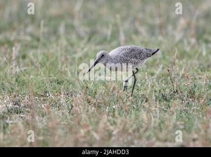 Willet (Catoprophorus semipalmatus), lago Frank, Alberta, Canada Foto Stock