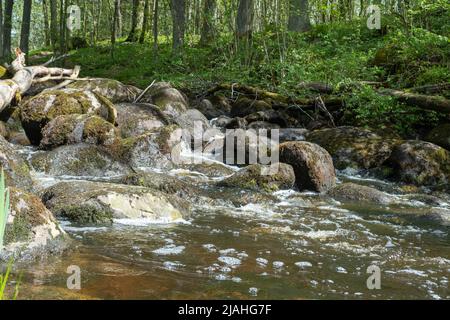 piccolo fiume immerso nel verde dei boschi. splendido paesaggio primaverile della campagna montana. acqua limpida tra foresta e costa rocciosa Foto Stock