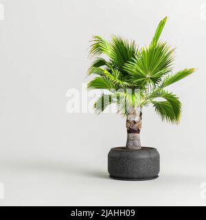 3d illustrazione di palma in vaso nero isolato su sfondo bianco Foto Stock