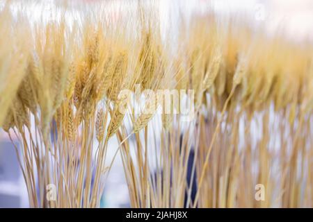 Covone di spighe di grano dorato alla mostra agricola - chiuso su Foto Stock