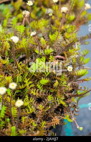 Leptinella squalida, bottoni in ottone neozelandese, Cotula squalida, nano, decorativo, pianta, Pulsanti in fioritura, ottone Foto Stock