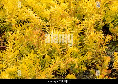 Sedum Petrosedum rupestre 'Angelina' Sedum, Stonecrop Sedum Angelina Foto Stock