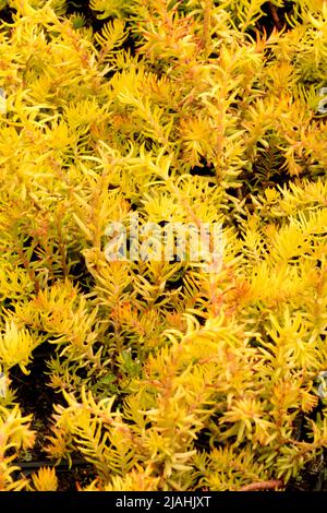 Sedum Petrosedum rupestre 'Angelina' Sedum, Stonecrop Sedum Angelina Foto Stock