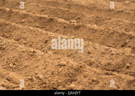 Linee nel terreno arato di un campo agricolo pronto per piantare o seminare in primavera Foto Stock