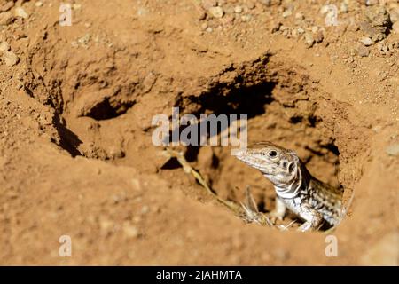 California Whiptail Lizard Peeking attraverso Burrow. Rancho San Antonio Preserve, Contea di Santa Clara, California, Stati Uniti. Foto Stock