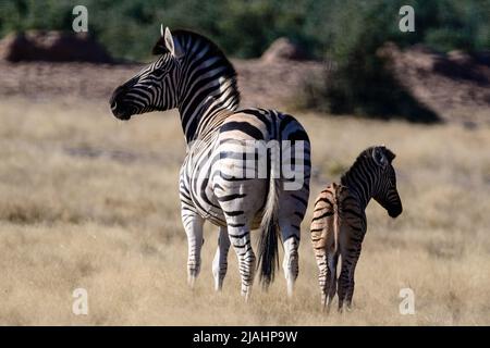 Pianure Zebra (Equus quagga) o Zebra di Burchel (Equus quagga burchelli) al parco nazionale Etosha, Namibia. Foto Stock