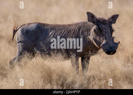 Un warthog con enormi zuschi in questo ritratto dalla Namibia, Africa Foto Stock