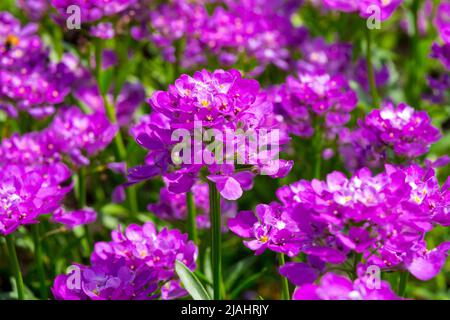 Iberis 'assolutamente Ametista', Evergreen candytuft, Viola, Fiore, Iberis sempervirens fiori Foto Stock