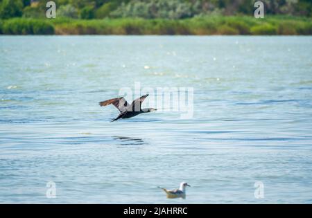 Cormorano nero che sorvola il mare. Il grande cormorano, Phalacrocorax carbo, conosciuto come il grande cormorano nero, o lo shag nero. Foto Stock