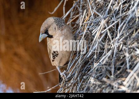 Nido comunale di tessitori socievoli (Philetairus socius) in un albero africano di Acacia Foto Stock
