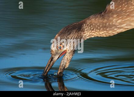 Giovane notte incoronato giallo heron bere Foto Stock