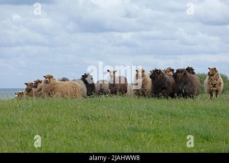 Pecora norvegese sulla diga, Falshöft, Geltinger Birk, Schleswig-Holstein, Germania Foto Stock