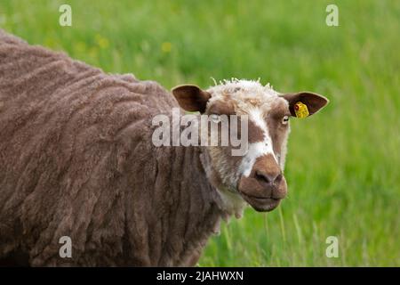Pecora norvegese sulla diga, Falshöft, Geltinger Birk, Schleswig-Holstein, Germania Foto Stock