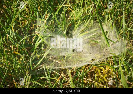 Spiderweb tra erba al mattino Foto Stock