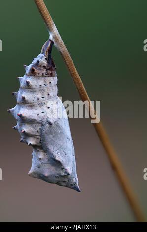 Butterfly Nymphalidae crisalis pupa appesa su un bastone asciutto in estate Foto Stock
