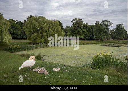 Swan con i cigneti all'Hampton Wick Pond vicino a Kingston upon Thames Surrey Foto Stock