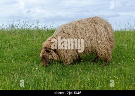 Pecora norvegese sulla diga, Falshöft, Geltinger Birk, Schleswig-Holstein, Germania Foto Stock