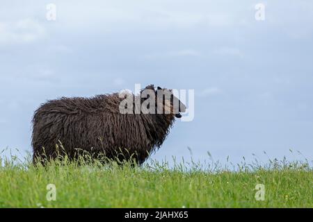 Pecora norvegese sulla diga, Falshöft, Geltinger Birk, Schleswig-Holstein, Germania Foto Stock